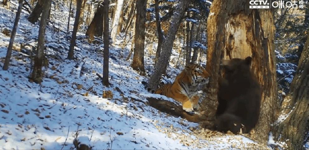 BBC记录片《伊甸园：4KH264AAC高清视觉之旅，探索丛林秘境、加里曼丹岛、骷髅海岸等神秘地带的自然奇观与独特风光》