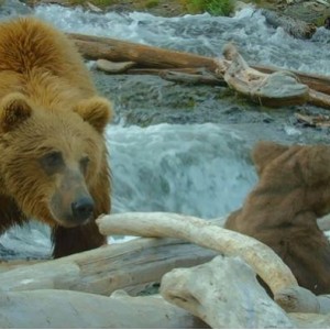 BBC4K纪录片合集：400部精彩纪录片，1.5T空间，让您在家中体验BBC精彩之旅！