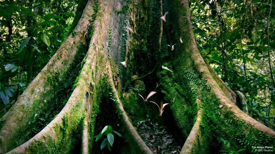 绿色星球:BBC纪录片1080P.H.265编码,6集全含花絮