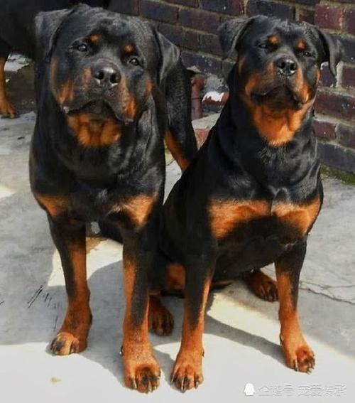 《义犬救主》：友谊的力量，爱可以克服一切挑战