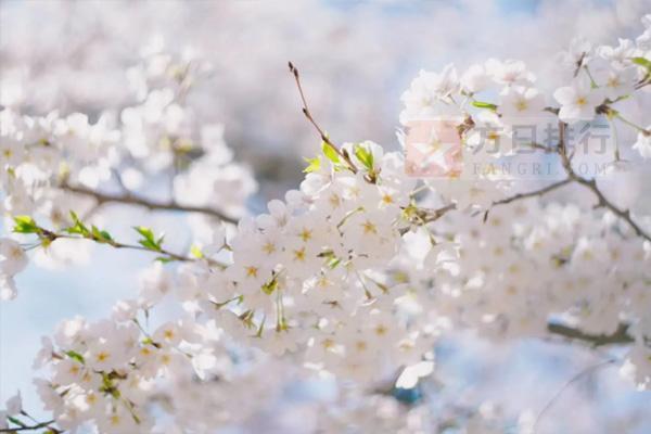 《樱花季节的珍贵爱情:我的樱花恋人》
