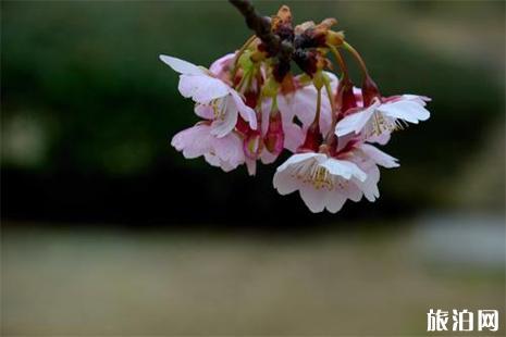 《樱花季节的珍贵爱情:我的樱花恋人》