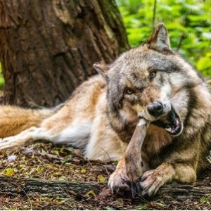 狼狩猎韩语中字2022:韩国票房冠军!大尺血浆犯罪片狼狩猎,爽爆啦!