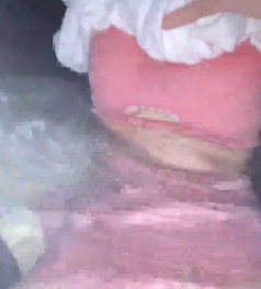 泡温泉视频小狗房东温泉门原创1v524m感觉