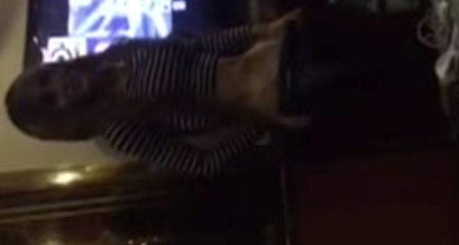111G圈内TS伪娘视频合集超对味